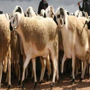  Importation Ovins Et Bovins - animaux vivants a la recherche des fournisseurs internationaux des bovins et ovins destin&eacute;s &agrave; l'abattage vers le maroc. pri&egrave;re de nous communiquer votre offre commerciale par type de race tout en pr&eacute;cisant les caract&eacute;ristiques de chaque race &acirc;ge genre poids quantit&ea