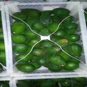  Avocat 🥑 Hass Origen Perú Vendre - fruits et légumes  j'esp&egrave;re que vous allez bien nous cherchons des clients grossistes semi grossistes revendeurs distributeurs pour la vente de fruit avocat 🥑 vari&eacute;t&eacute;s hass origine perú cat 1 .emballage caisse de plastique 10kg je reste disponible pour toutes informations