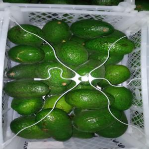  Avocat Hass Origen Perú Vendre - fruits et légumes  j'esp&egrave;re que vous allez bien nous sommes a la recherche des clients grossistes semi grossistes revendeurs distributeurs pour la vente de fruit avocat hass origen perú disponible au maroc je reste disponible pour toutes informations compl&eacute;mentaires salutations cat 1 emballa