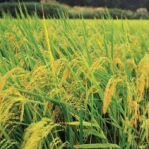  Partenaire D'import-export Pour Le Riz Vietnamien - féculents entreprise de premier plan dans le secteur de l'import export agricole au vietnam. forte de plus de 20 ans d'exp&eacute;rience nous fournissons des produits agricoles de haute qualit&eacute; &agrave; divers pays &agrave; travers le monde. nous sommes fiers de notre succ&egrave;s dans la constructio