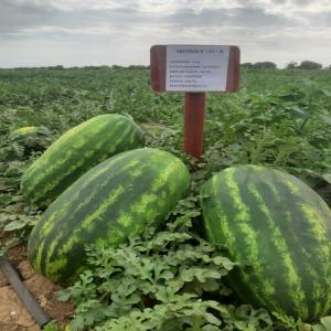  Fruits Et Légumes Départ Espagne - fruits et légumes la qualité des produits marocains frais,  est connue par le monde entier,  à noté,  le marché espagnol est fan des fruits et légumes marocains,  aux pays-bas,  vu la meilleure qualité présentée par nos produits. on vous offres l'occasion de bé