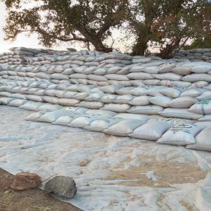  Sésame (déstockage) - fruits secs et graines grillées nous sommes une soci&eacute;t&eacute; agroalimentaire bas&eacute; au cameroun nous disposons d un important stock de 6000 tonnes de s&eacute;same de tr&egrave;s tr&egrave;s bonne qualit&eacute; nous recherchons des clients s&eacute;rieux &eacute;crivez nous si vous etes int&eacute;resserblagueu