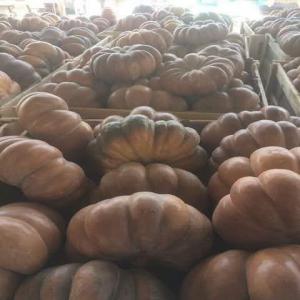  Citrouilles - fruits et légumes nous disposons d'une quantit&eacute; int&eacute;ressante de citrouilles prete dans nos stations pour l'exportation ou consommation locale--