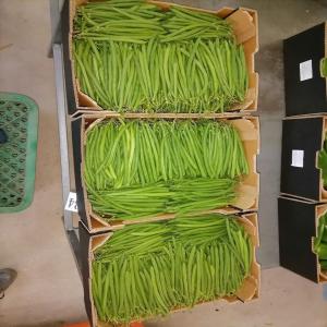  Haricots Verts - fruits et légumes nous disposons d'une grande quantité d'haricots verts produits marocain --avec un meilleur rapport qualité-prix--pret a exporter ou pour consommation locale--nous restons à votre disposition 