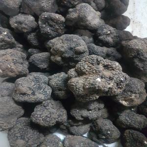  Truffe Tuber Aestivum - champignon levure  je cherche des clients pour la saison d&eacute;but mai truffe tuber aestivum de bulgarie . nous pouvons fournir des bons quantit&eacute;s par jour . pas s&eacute;rieux s'abstenir svp . 