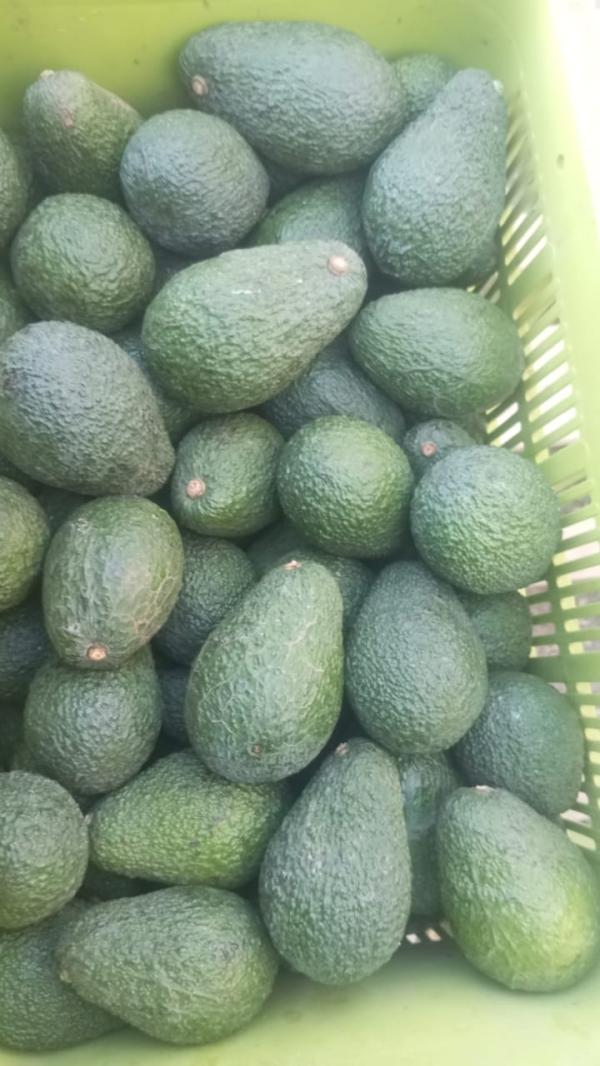  Avocat - fruits et légumes j'ai quelque hectares au maroc ou j'ai profité et j'ai attaqué l'implantation d'avocat bio trés bonne qualité,  le commencements débite le moi de septembre jusqu'au moi d'avril produits de saison  capable de fournir de grosses quantités.