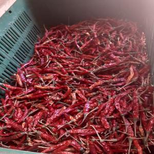  Piment Fort Rouge - épices aromates nous disposons de 40 tonnes de piment fort rouge s&eacute;ch&eacute; origine maroc vari&eacute;t&eacute; sahim / starter nous vous proposons un meilleur rapport qualit&eacute; prix 