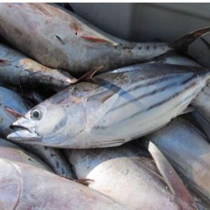  Sepia /poulpe/sardines/maquereaux/congeles - poissons sommes exportateurs de poissons congeles /quantite sur toute l/annee si clients serieux interesses/ thon aussi skip jacks/ravil/listao selon saison /de 1 kg a 5et plus poids des pieces . prix etudies quantite selon demande mode paiement a convenir nous consulter merci 