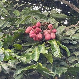  Chocogood - Investissement capitaux salut! je suis une investisseurs dans le domaine de l'agriculture je cherche un fiable partenaire pour l'ouverture d'une entreprise en agriculture au niveau du maghreb en alg&eacute;rie pr&eacute;cis&eacute;ment mes salutations distingu&eacute;es. 