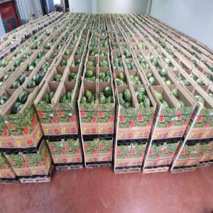  Vente Pastèque - fruits et légumes bonjour, --nous sommes à la recherche d'un client qui est intéressé par l'achat du pastèque,  quantité importante disponible sur le sud du maroc,  pour les gens intéressés me contacter par téléphone ou mail