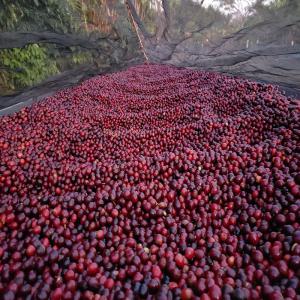  Patche De Café - autres . je suis a la recherches de patches de caf&eacute; au centre yaound&eacute;. mbalmayo ou alentours .merci