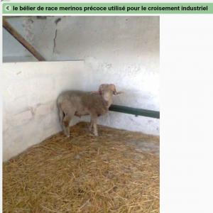  Nous Cherchons Des Moutons Pour Le Maroc - animaux vivants nous cherchons des fournisseur de moutons pour le maroc race marinos precos &acirc;ge de 4 &agrave; 8mois. nous souhaitons un fournisseur avec un bon prix contrat annuelle. 