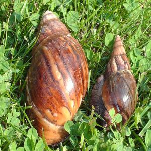  Savourez Une Expérience Culinaire Unique - animaux vivants vous etes à la recherche d'une expérience gastronomique exceptionnelle et respectueuse de l'environnement ? ne cherchez plus ! nous sommes fiers de vous présenter nos escargots géants bio,  cultivés avec soin et passion au cœur du bénin.--nos escargots 