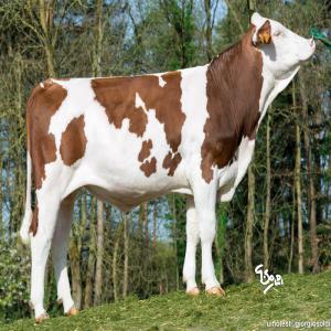  Booster La Production Des Ruminants - aliments pour animaux suppl&eacute;ments di&eacute;t&eacute;tiques de boule gastrique/bolus &agrave; haute bio efficacit&eacute; pour les ruminants bovins ovins caprins. nos produits aident &agrave; pr&eacute;venir l'hypocalc&eacute;mie ;minimiser le risque de c&eacute;tose soutenir la production de lait la produ