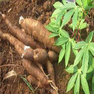  Grossite De Feuilles De Manioc Et Manioc - fruits et légumes je suis une agricultrice basée au cameroun a la recherche de partenaire et de clients pouvant acheter ma production 