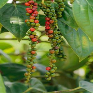  Nous Cherchons Acheteurs De Poivre Et Ginseng - épices aromates nous sommes une entreprise de n&eacute;goce de mati&egrave;res premi&egrave;res et disposons d'important stock de produits agricoles suivant poivres qualit&eacute; cameroun ginseng d'afrique cacao caf&eacute; et autres .. nous recherchons des acheteurs aussi cherchons des partenaires pou