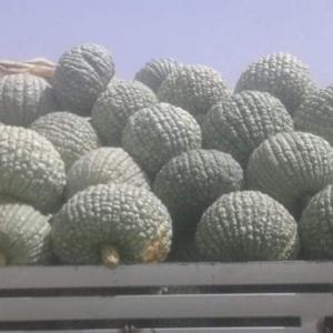  Gorge - fruits et légumes je veux exporter des gorges du maroc vers l'europe . cette gorge est bio et de bonne qualité et je cherche un client ou un partenaire