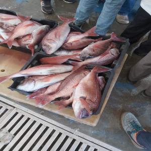  Poissons Frais Concombre De Mer Fruits De Mer - poissons  je suis a la recherche des clients de concombre de mer . des quantit&eacute; disponible en gros selon votre besoins avec des prix tes int&eacute;ressantes et comp&eacute;titifs aussi je suit a la recherche des client europ&eacute;ens des poissons frais du port livr&eacute; directement ve