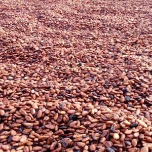  Fève De Cacao - café cacao thé nous voilà pour la nouvelle campagne de cacao en côte d'ivoire,  nous sommes une entreprise de négoce international. tout entreprise ou particuliers désirant acheter le café robusta ou la fève de cacao en côte d'ivoire,  peut nous contacter. nous l'aidero