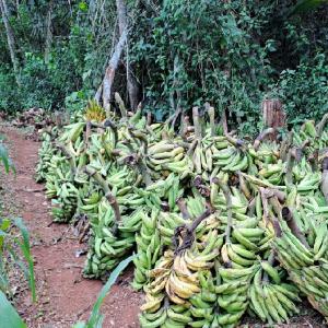  Banane Plantain Vendre 2h De Yde - autres exploitation agricole,  avec plus de 25 ha de plantains cultivés. nous recherchons des vendeurs/partenaires et revendeurs ---achat a bord champ (la route est bonne pour camion,  4x4 et voiture normale)---livraison possible --nous vous serons gré pour tout contact