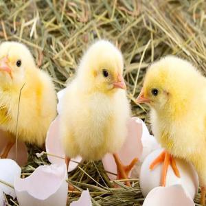  Vente De Poussins D'un Jour - animaux vivants  &agrave; tous nous pouvons vous fournir des poussins d'un jour pour ceux qui sont &agrave; la recherche. poussins cobb 500 prix 550f poussins chairs 550f poussins hybrides 550f poussins chairs roux 650f poussins coquelets 300f pintadeaux 950f bleu d'hollande 550f disponible
