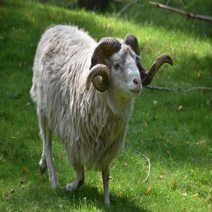  Le Mouton De L' Aid Al Adha - animaux vivants notre société import export & trading,  vous propose des moutons vivants,  des chameaux vivants,  plus de 20.000 betes vivantes disponibles sur nos fermes en mauritanie,  niger,  tchad,  soudan. livraison en 5 à 7 jours par voie terrestre vers le maroc,  la libye,  l' algérie etc