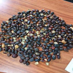  Recherche Acheteur En Gros D'amandes De Palmistes - fruits secs et graines grillées je suis vendeurs de graines de palmistes et je cherche des acheteurs en gros. amandes de palmistes naturels,  possibilit&eacute; de produire 100 tonnes et plus par mois.