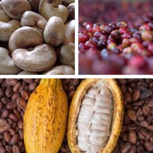  Café Et Cacao - café cacao thé coopérative agricole de café et cacao.--en préparatifs de la grande campagne du café et du cacao qui débutera au cours du mois de septembre,  je vous écris dans le but d'établir entre vous et ces différentes coopératives un partenariat d'