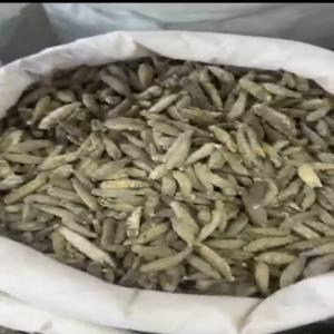 Concombre De Mer Séché - coquillage crustacé 102 kg de concombre de mer bien séchés disponible au cameroun au prix de 375€/kg. vous la possibilité chez nous d'etre ravitaillé sur du long terme en fonction de vos besoins. --merci de nous faire confiance. 