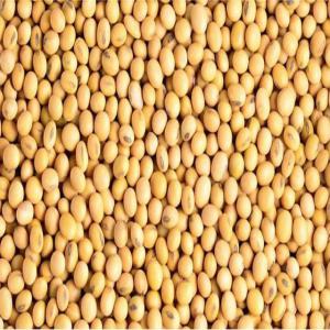  Soja - céréales nous disposons de 100tonnes de soja bio de très bonnes qualités disponibles immédiatement. contacter nous pour de bonnes affaires.