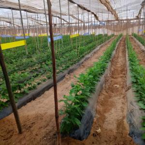  Vente Semences - semence graine plant sénégal le leader au sénégal au métiers d'irrigation et l'agro fourniture,  vous propose une large gamme de matériel d'irrigation de semences et des engrais,  disponible en gros et en vrac avec des prix imbattables--