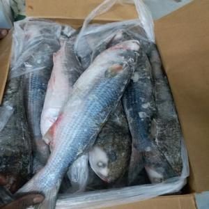  Grande Quantité Mulet - poissons société basée en mauritanie dispose en ce moment une très grande quantité de mulet à un prix fob - 920 dollars la tonne. veuillez nous contacter. 