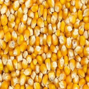 Je Fournis tous types de céréales en Côte d'Ivoir - céréales société de commerce général,  d'import-export,  de négoce internationale d'intermediation commercial et de représentation commerciale,  en collaboration avec des sociétés coopératives cultivateurs,  et planteurs en côte d'ivoire,  nous 