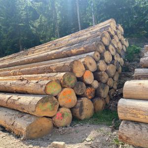  Le Bois Rouge Et Blanc - bois charbon fibre bonsoir,  ici vous avez du bois rouge bete et bois blanc acacia en provenance côté d'ivoire .--je pourrais vous fournir selins vos dimensions , pret pour exportation.--je resterais à votre ecoute pour tout autre informations, merci et soyez les bienvenues. --cordialement 