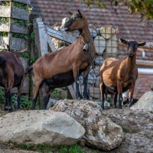  Chèvre Alpine Chamoisée - animaux vivants bonjour--je suis a la recherche des chèvres ou des bouce ou des chevreaux alpine  pure race pour expo
