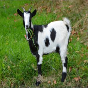  Chèvre Et Mouton En Grande Quantité - animaux vivants bonjour.je suis à madagascar, et je suis à la recherche de client qui peut où voudrai acheter en grande quantité du chèvres et mouton vivant
