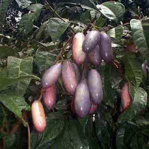  Vente Safou Et Huile De Safou - autres  a tous je suis un fournisseur de safou ( dacryodes edulis ) base au cameroun je suis a la recherche de clients pour nouer un partenariat de vente en cette saison haute. merci de me contacter pour plus d'information ( prix condition d exp&eacute;dition m&eacute;thode d'acheminement )
