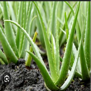  Recherches Des Informations Sur Les Prix D'alover - semence graine plant nous sommes à la recherche des fournisseurs qui propose des meilleurs prix d'alevera (plantes) dans la région de marrakech.--merci 