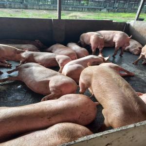  Vente Des Porcs En Vif Et En Carcasses - animaux vivants 250 porcs naïma disponibles pour la vente en vif et en carcasses ---sans graisse--bien rempli --goût unique--grossistes,  semi-grossistes,  hôtels,  supermarchés,  restaurants,  services traiteurs,  braiseurs...--vente en gros,  ville de douala,  poids 100-175kg----possibilité de n