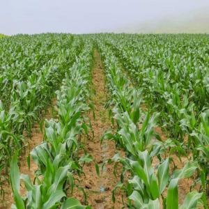  Financement Pour Production Céréales Et Aliments - Investissement capitaux je suis français résident au cameroun (ngaoundéré) dans la production de lait (avec 70 vaches laitières pour notre exploitation) avec une laiterie créer en 2018 productions lait,  yaourt,  fromage et beurre. la capacité  journalière de la laiteri