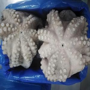  Vente De Poulpe - coquillage crustacé bonjour à tous, --nous mettons en vente une grande quantité de poulpe taille t1 à t7 en provenance de la côte d'ivoire. congélation iqf,  meilleur rapport qualité prix,  vendu en cif. pour plus d'informations veuillez me contacter. --dans l'attente de vous lire