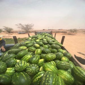  Je Vends Des Pastèques Fraiches 100% Tunisiennes - fruits et légumes je suis exportatrice de past&egrave;ques en tunisie. nous offrons de la qualit&eacute; &agrave; un prix tr&egrave;s attractif. n'h&eacute;sitez surtout pas de m'envoyer un message.