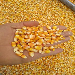  Maïs Et Soja - céréales pour tous vos besoin nous somme une soci&eacute;t&eacute; d'exportation des mati&egrave;re premier pour la fabrication des alimentations des b&eacute;tail maïs et soja direct de vendeur (pas de courtier.)... avec du bon prix et bon qualit&eacute; ...contacter nous si vous avez besoin de se produit 