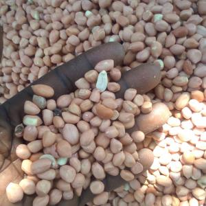  Arachide, Tourtereaux D'arachide - fruits secs et graines grillées nous sommes à la recherche des clients ou des partenaires pour vendre nos produits locaux--l'arachide et les tourtereaux d'arachides quantités très important. nous sommes basée au tchad 