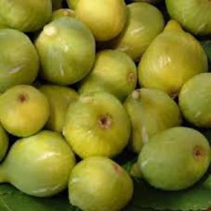 Vente Un Hectare De Récolte De Figuiers Été 2023 - fruits et légumes bonjour, --je suis producteur et je suis a la recherche de clients qui seront intéressé pour l'achat de figuiers blancs de madère boutures ficus carica autofertiles bio en gros. nous somme situé à cote de la plage d'oran andalouse algérie et à paris en