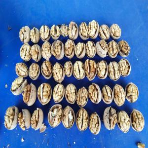  Noix Disponible Au Maroc - fruits secs et graines grillées  nous avons deux contenaires 40 pieds des noix chaque contenaire contient 22 tonnes conditionnement sacs d25 kg prix du tonne 2300$ la tonne soit 101200$ pour les deux contenaires premier venu premier servi 