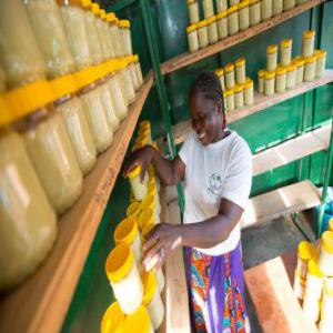  Shea Butter - olis based in cameroon we are your solution for sourcing shea butter is our main agriculture an association of local women gathered for one objective through artisanale production a fine and quality product is manufactured. we simplify the entire process from initial product purchase to logistics ma