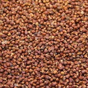  Vente De Poivre Maniguette En Grande Quantité - fruits secs et graines grillées nous disposons de plusieurs tonnes de poivre maniguette appel&eacute; aussi graine de paradis en c&ocirc;te d'ivoire. le produit est issu de la campagne en cours. la qualit&eacute; est l'une des meilleures pour les brasseries artisanales comme modernes. le prix d&eacute;fi toute concurrence.--contac