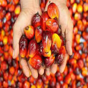  Fourniture Et Vente D'huile De Palme - huiles l’huile de palme brute connu,  par ailleurs,  sous l’appellation de  ‘’huile rouge’’,  extrait des fruits du palmier,  est un des éléments de base de l’alimentation au bénin.--nous sommes en collaboration avec des producteurs d'huile de palme qui souhaitent écouler leurs prod