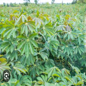  Je Cherche Des Clients Pour Acheter Mon Manioc - matiere vegetale je suis propriétaire d'un champ de manioc pour cela je cherche des clients potentiels pour me l'acheter